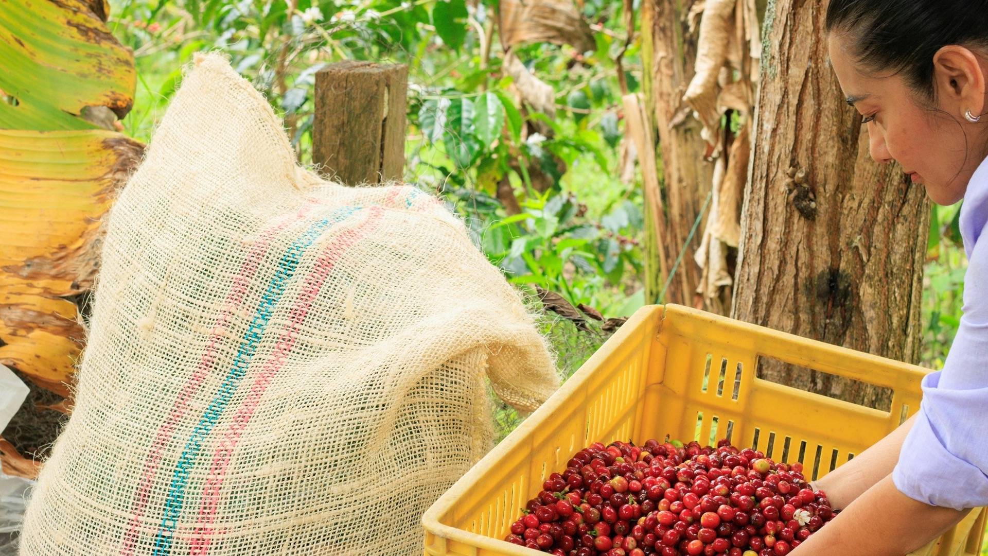 Sac de café cerises